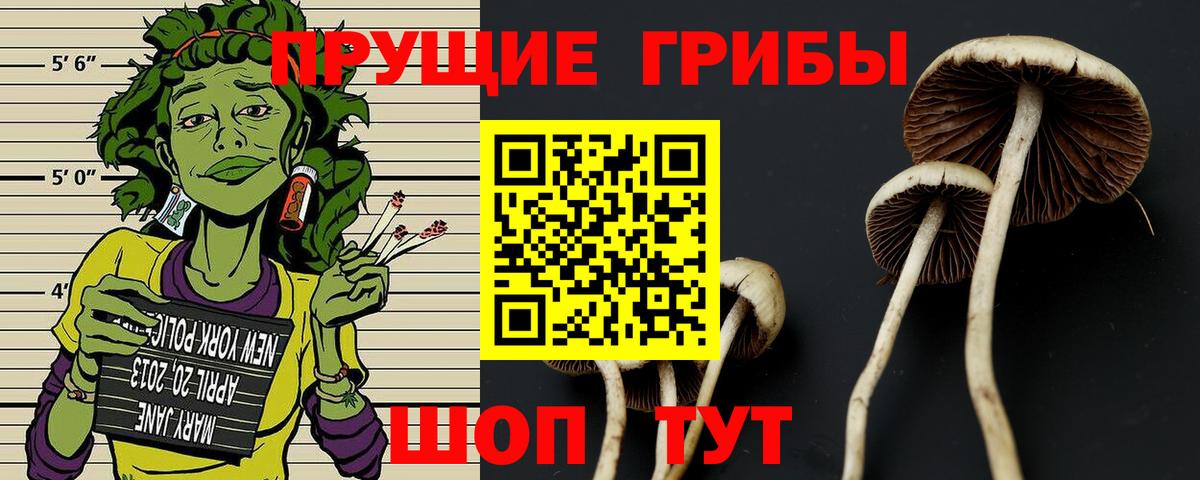 Галлюциногенные грибы Psilocybine cubensis Славгород